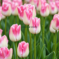 Dutch Tulip First Class Flowering Bulbs (Netherland Imported)