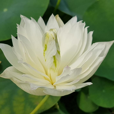 First Fall Micro Lotus Tuber