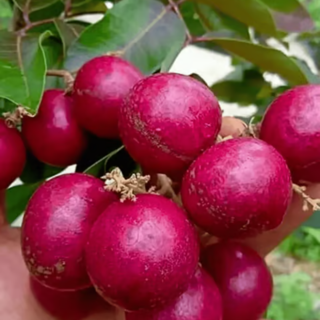 Red Ruby Longan Grafted Tree