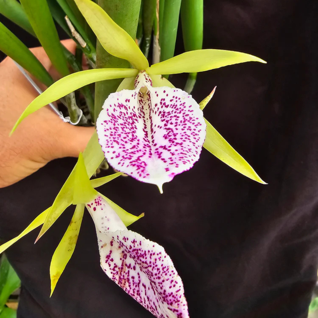 Cattleya Nakorn Pathom Silver (Nearly Blooming Size) - plant store® 