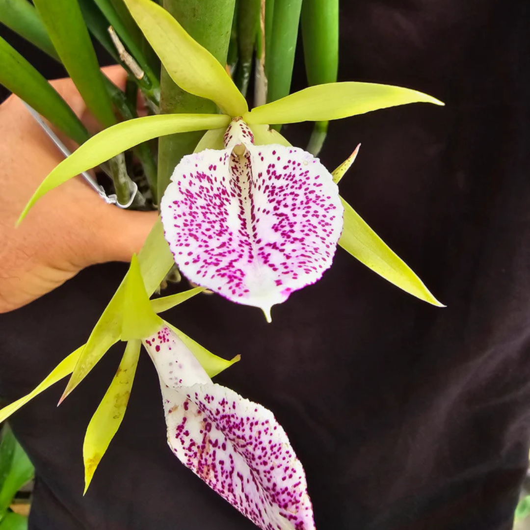 Cattleya Nakorn Pathom Silver (Nearly Blooming Size)