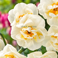 Daffodils - Abba Double petal (Imported)