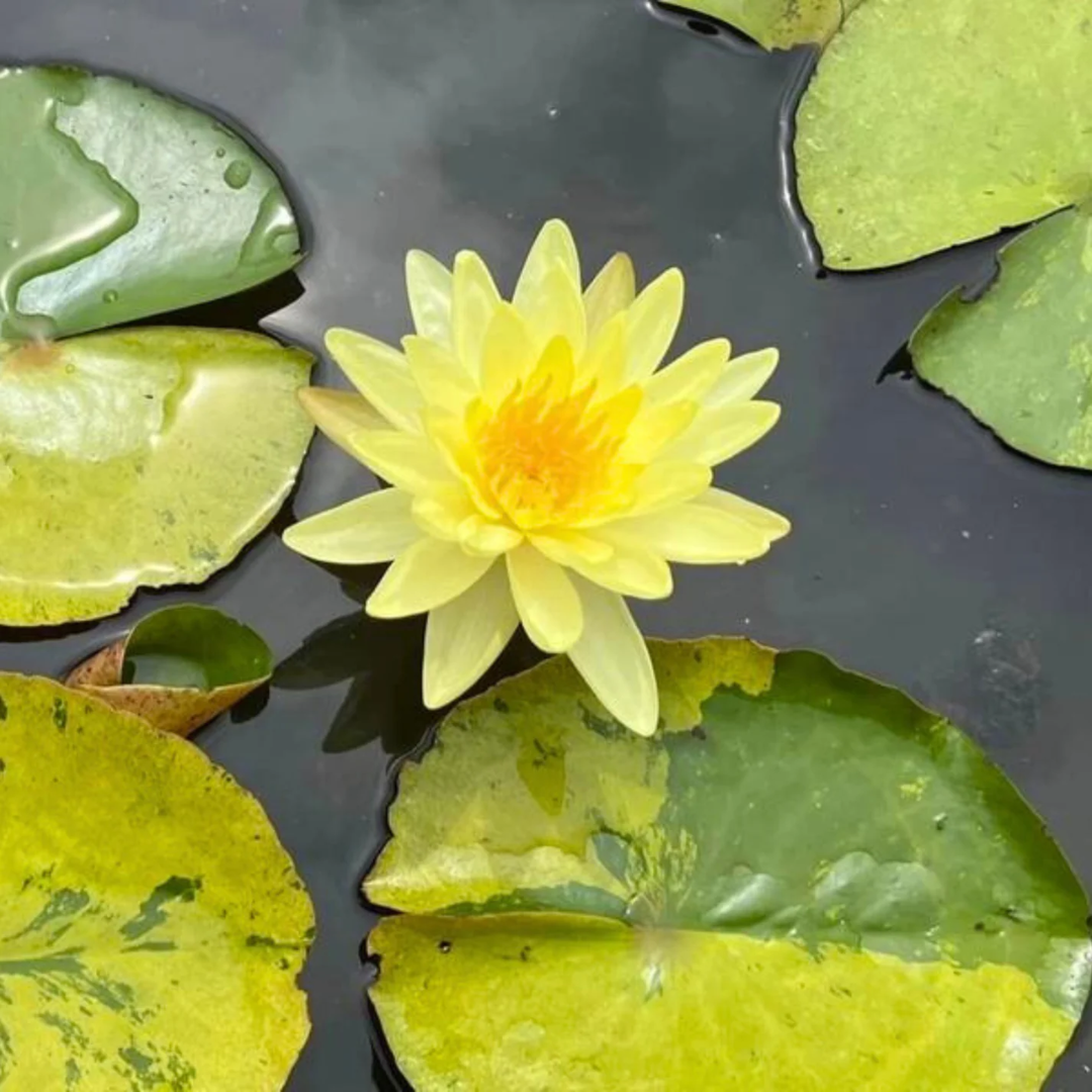 Tong Longya Variegated Leaf Hardy Waterlily