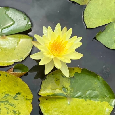 Tong Longya Variegated Leaf Hardy Waterlily