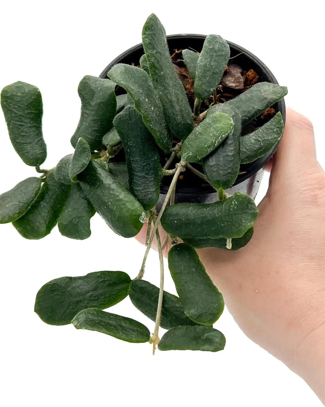 Hoya Rotundiflora - Potted