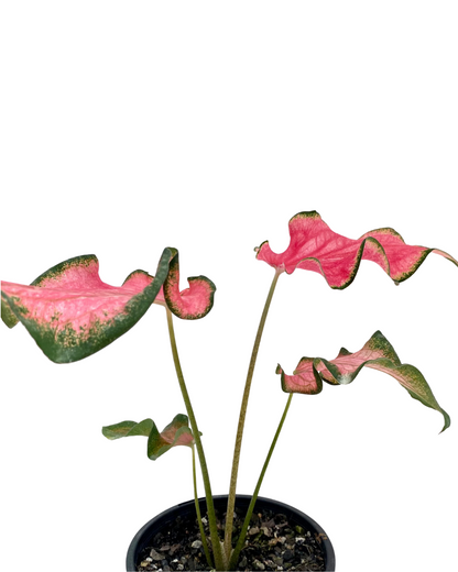 Caladium Pink Blush with Pot