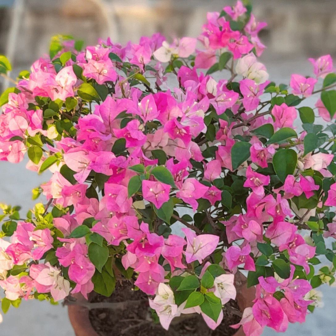Thai delight Grafted Bougainvillea Plant