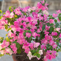 Thai delight Grafted Bougainvillea Plant