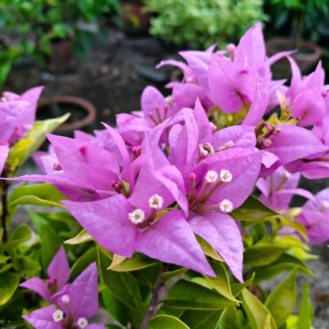 Purple Panther Taiwan Grafted Bougainvillea Plant