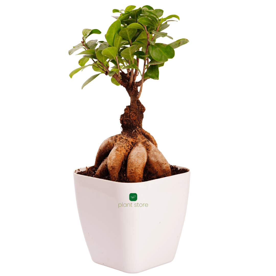 Ficus Ginseng Bonsai Plant - plant store® 