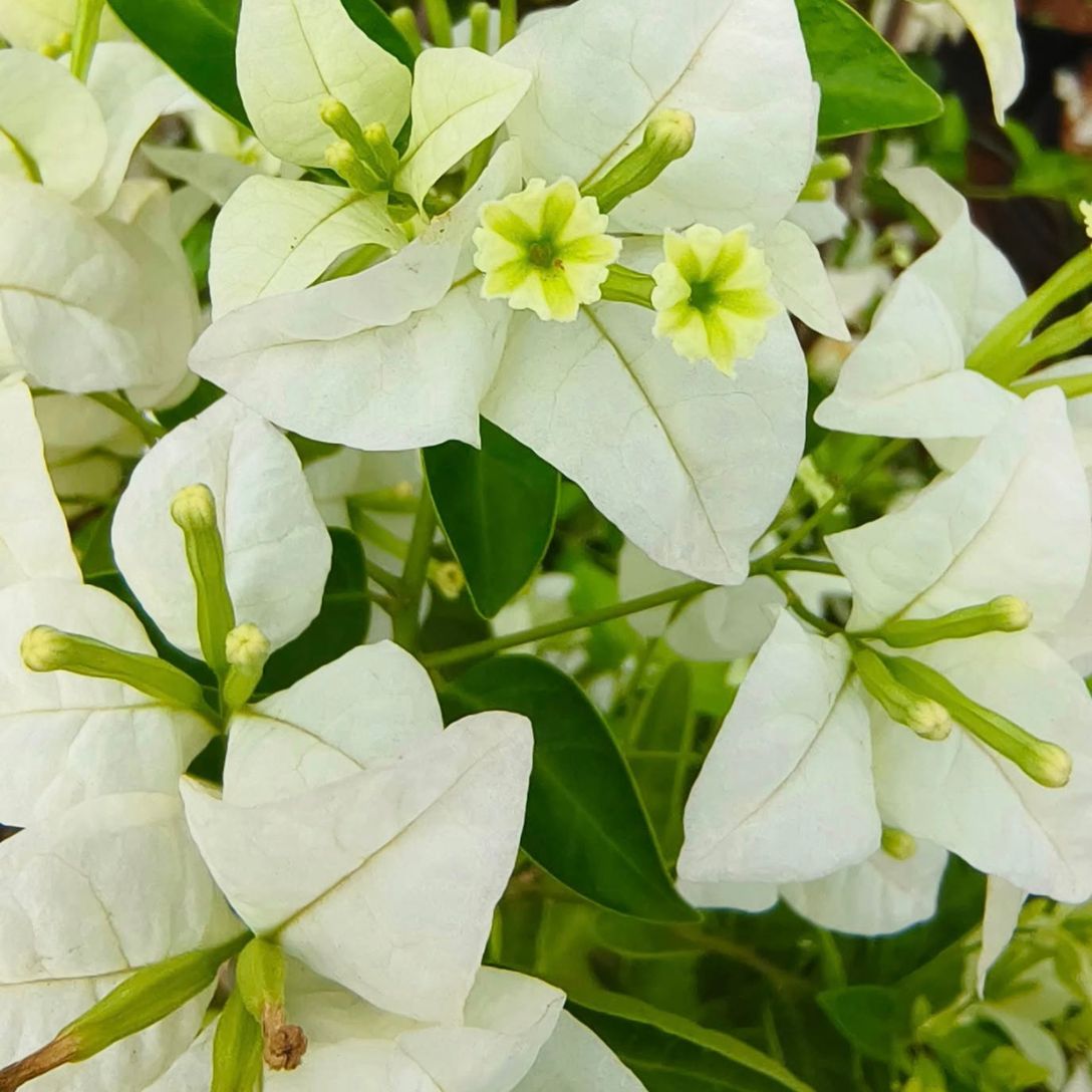 Golden Eva white Grafted Bougainvillea Plant