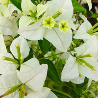 Golden Eva white Grafted Bougainvillea Plant