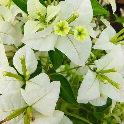 Golden Eva white Grafted Bougainvillea Plant