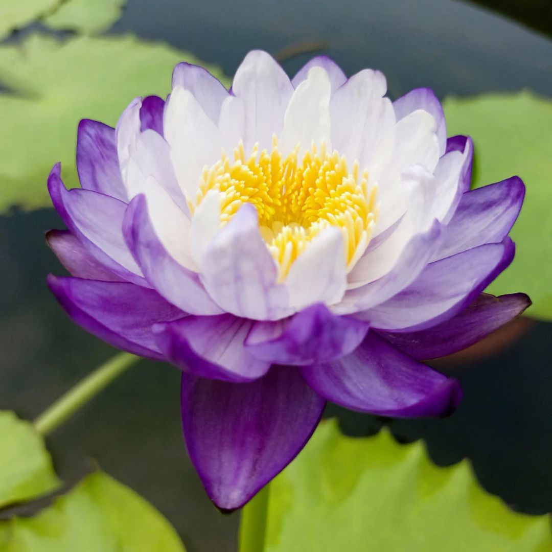 Purple Tip Mimmutabilis Australian Waterlily