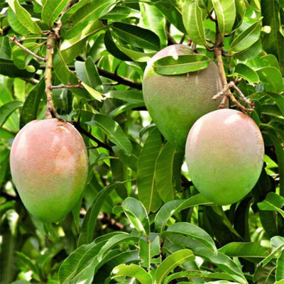 Subarnarekha Grafted Mango Tree