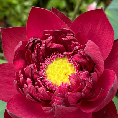 Wan Cheng Lotus Tuber
