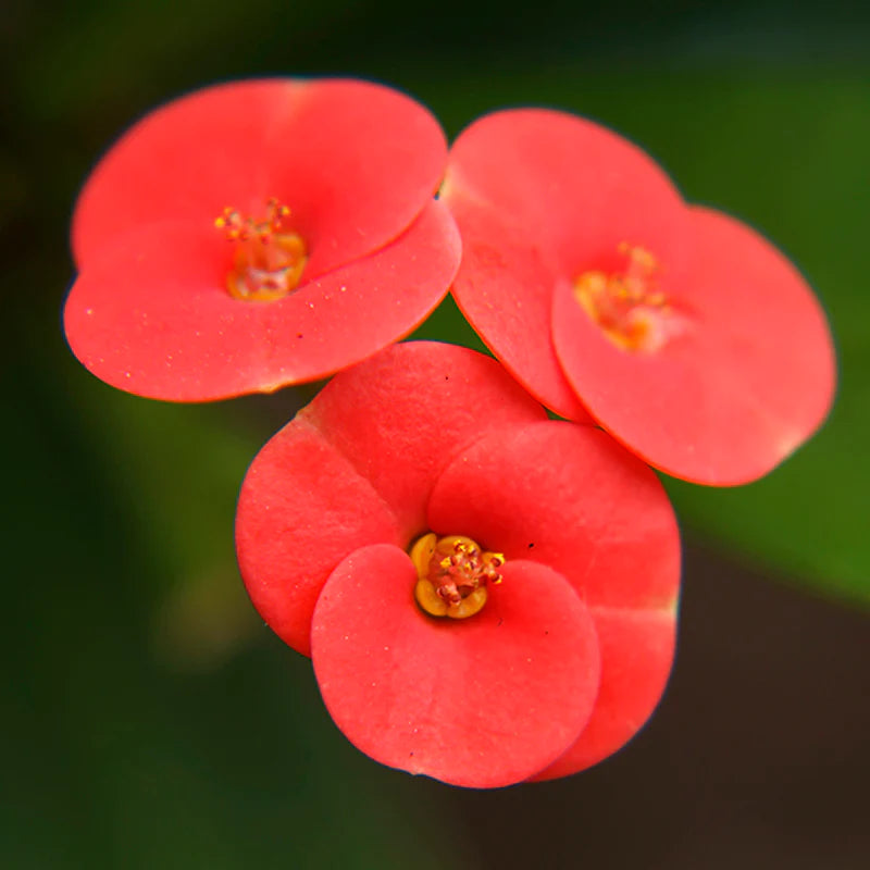 Euphorbia Milii Plant - Crown of Thrones with Red Flowers