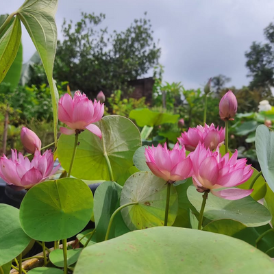 Liangli Micro Lotus Tuber