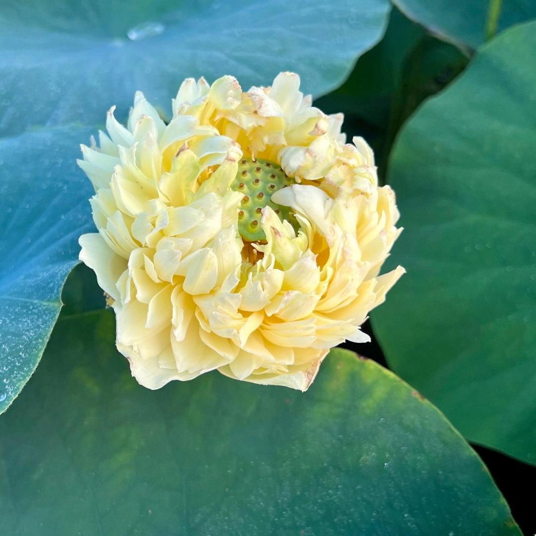 Morning Fog Lotus Tuber
