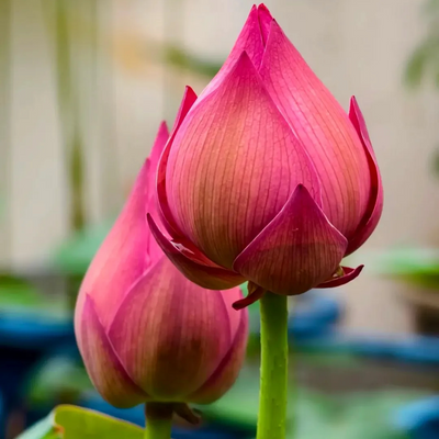 Ranee Red Lotus Tuber