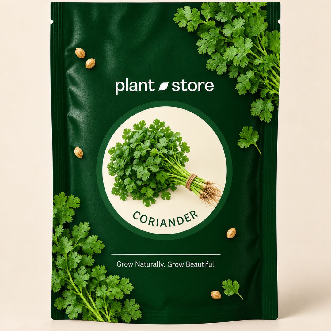 Coriander Vegetable Seeds | 600–1000 Seeds