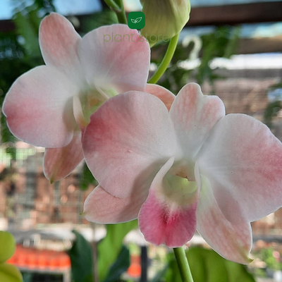 Dendrobium Peach (Near Blooming Size)