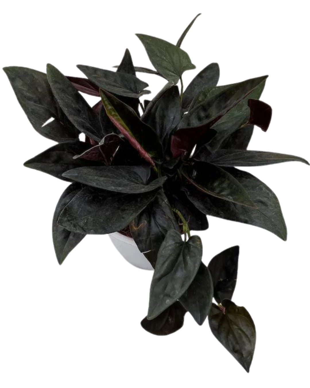 Black Money Plant (Syngonium erythrophyllum)