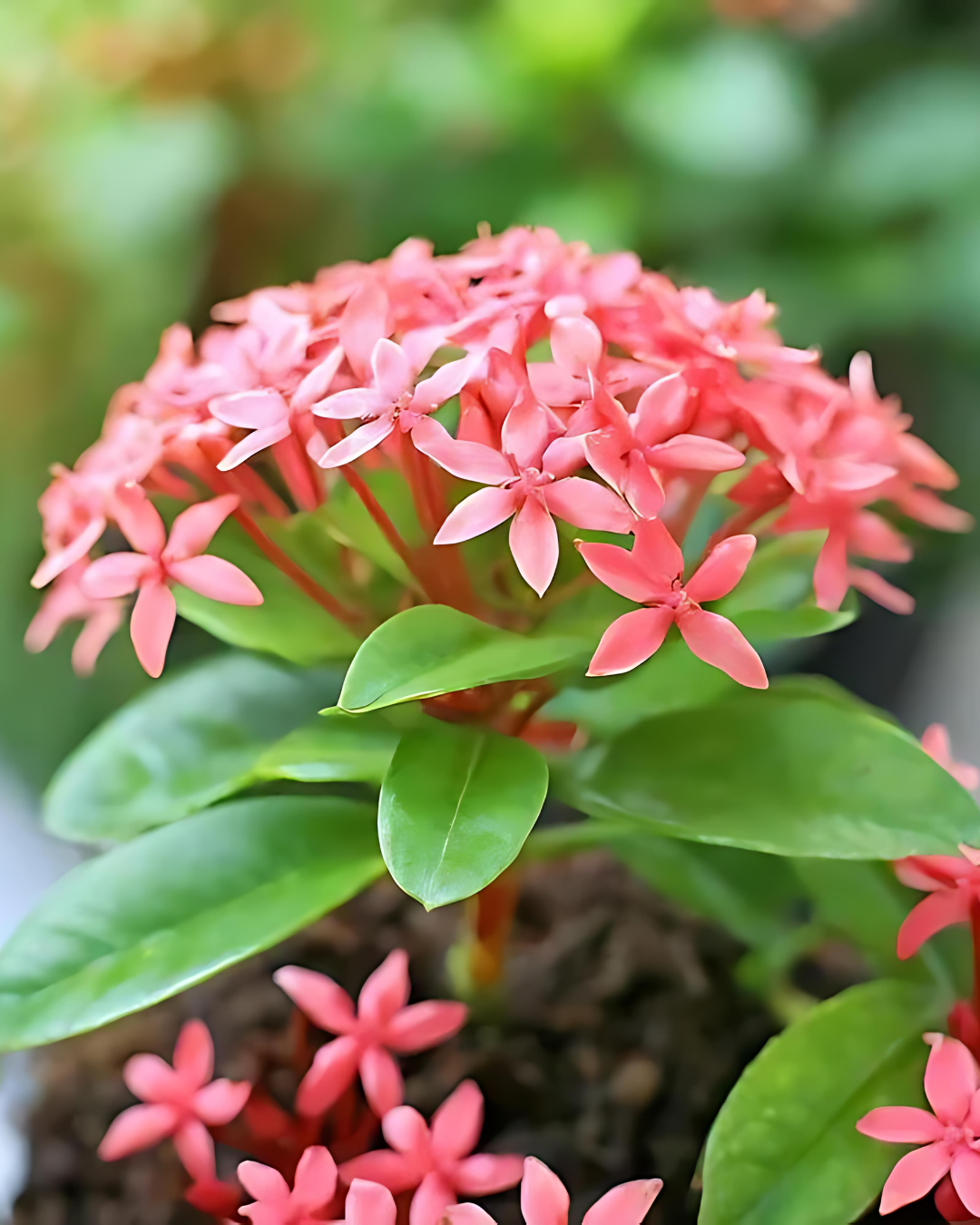 Ixora Flowering Plant