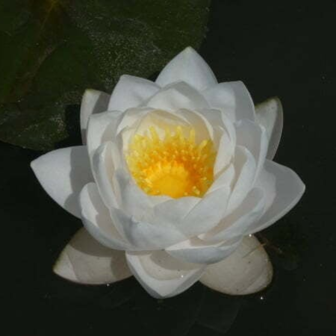 Siam Jasmine Hardy Waterlily