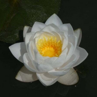 Siam Jasmine Hardy Waterlily