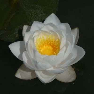 Siam Jasmine Hardy Waterlily