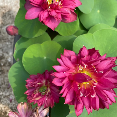 Affection 16 Lotus Tuber