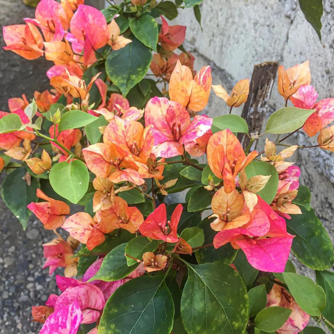 Arjuna Grafted Bougainvillea Plant