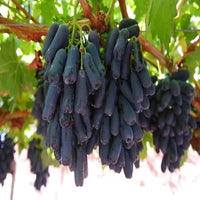 Sarita Black Grapes Plant