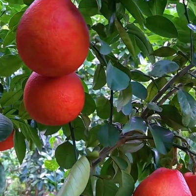 Red Jambura Pomelo Grafted Tree