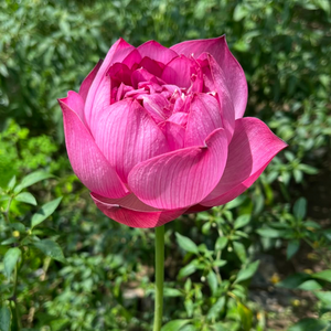 Si Thong Shaui Lotus Tuber