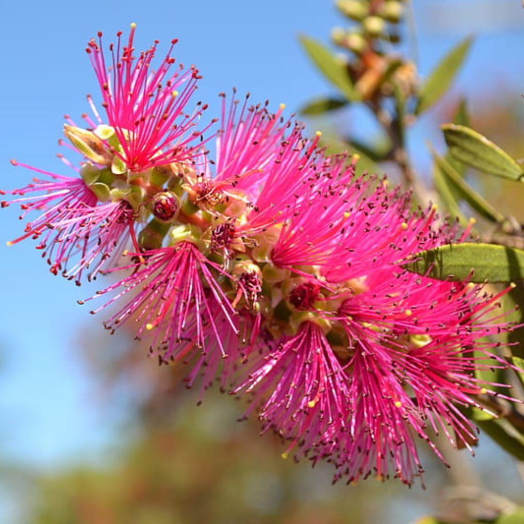 Bottle Brush Flower
