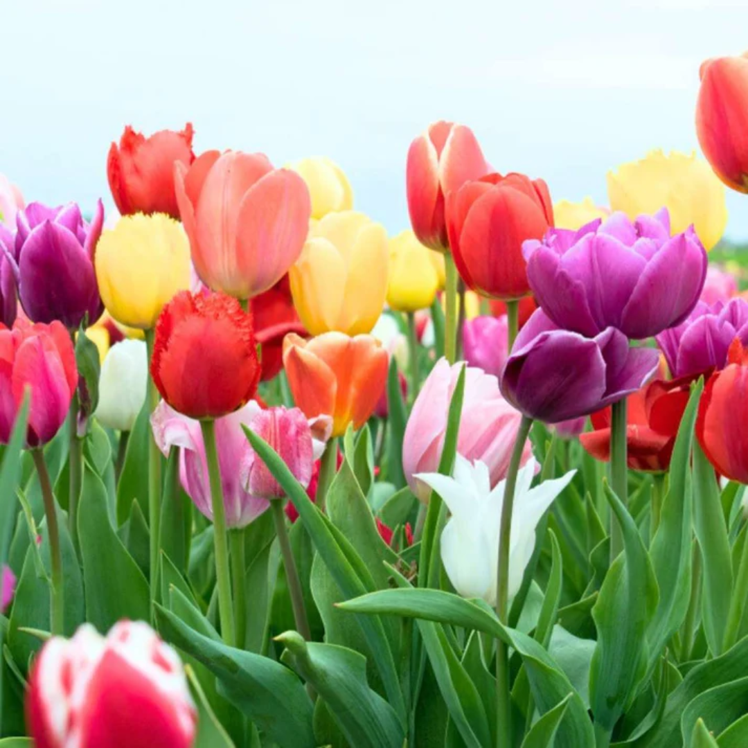 Dutch Tulip Bulbs - Mix Colours (Netherland Imported)