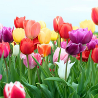 Dutch Tulip Bulbs - Mix Colours (Netherland Imported)