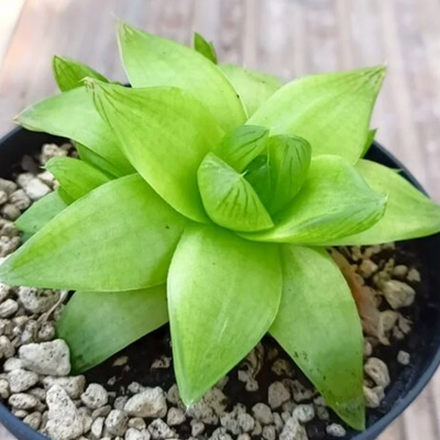 Haworthia Cymbiformis (Bare Rooted)