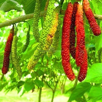 Long Mulberry (Shehtoot) Grafted Tree