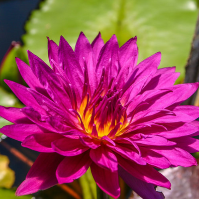 Bull's Eye Tropical Waterlily