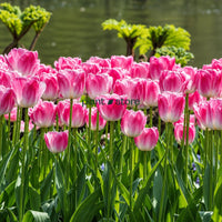 Dutch Tulip Pink Sound Flowering Bulbs (Netherland Imported)
