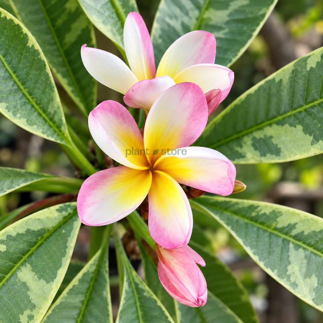 Thai Champa (Plumeria) Assorted Colour