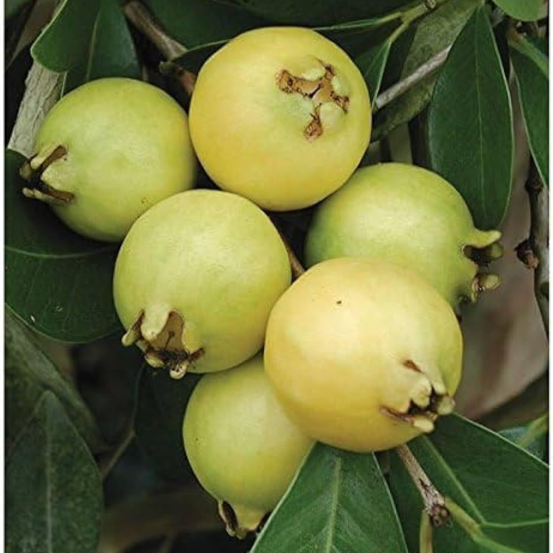 Yellow Strawberry Guava Grafted Tree