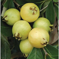 Yellow Strawberry Guava Grafted Tree
