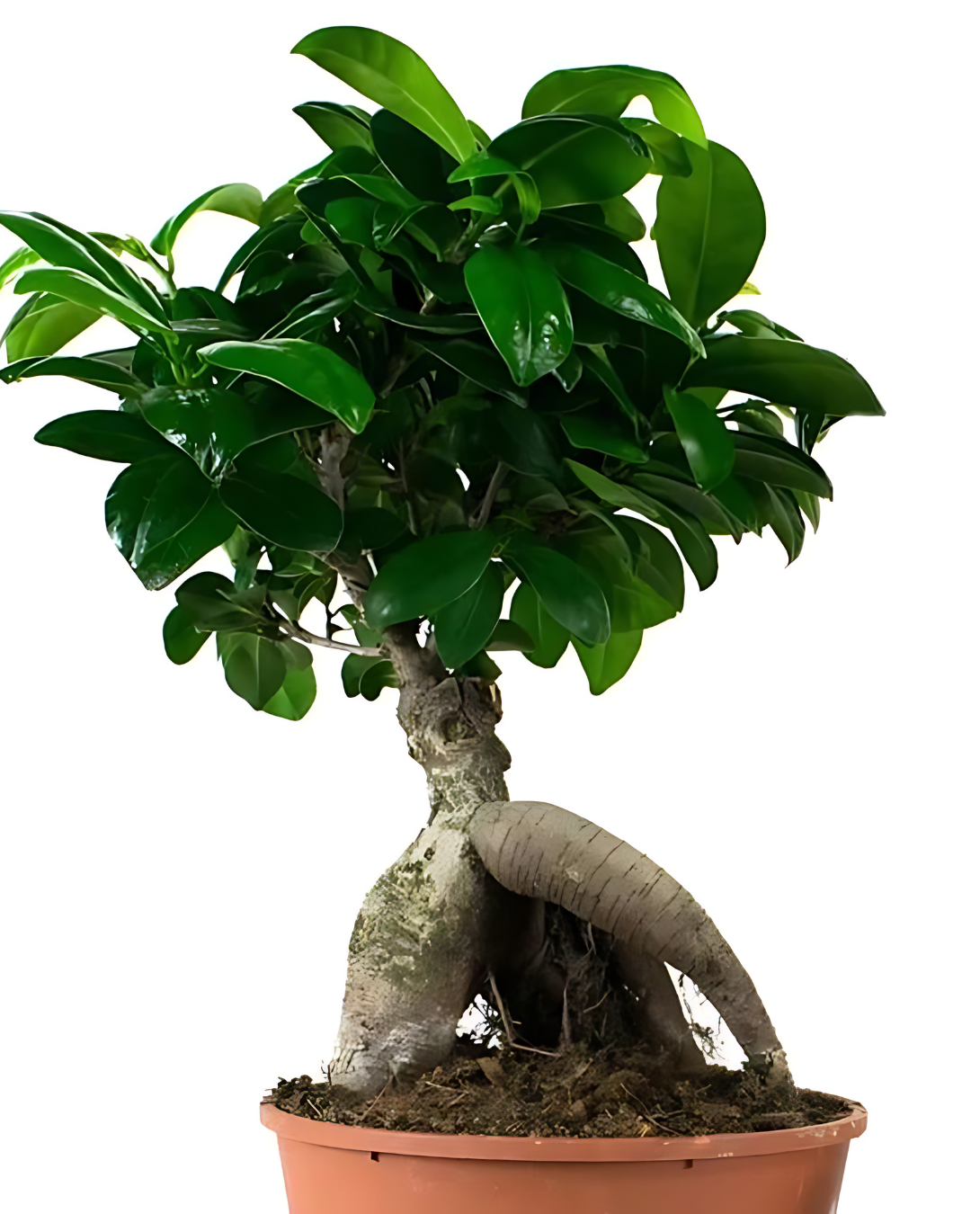 Ficus Ginseng Bonsai Plant (7 years old)