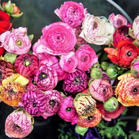 Ranunculus Bulbs - Mix Colours