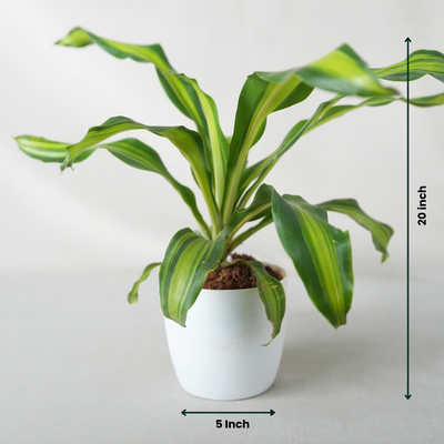 Dracaena Dara Singh Plant