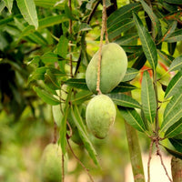 Imam Pasand Mango Grafted Tree